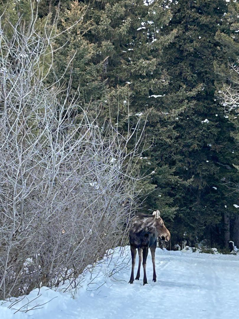 photo of winter scene, young moose standing next to snowy trees